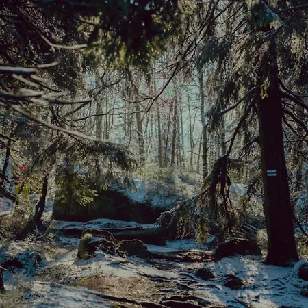 Wataha Pod Basztami - Wadera - Caloroczne *