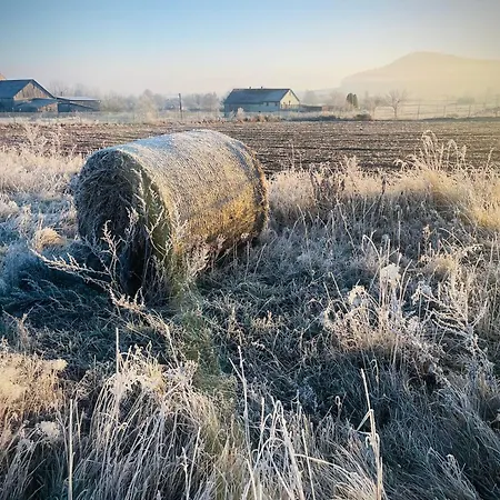 Wataha Pod Basztami - Wadera - Caloroczne
