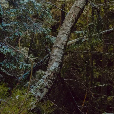 Wataha Pod Basztami - Wadera - Caloroczne *