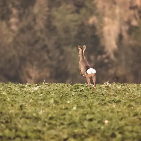 Wataha Pod Basztami - Wadera - Caloroczne 라트코프