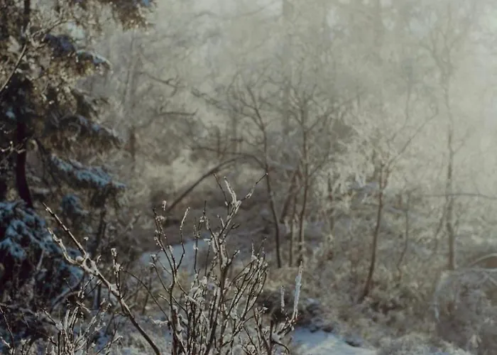 Wataha Pod Basztami - Wadera - Caloroczne *