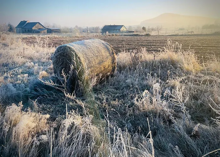 Wataha Pod Basztami - Wadera - Caloroczne