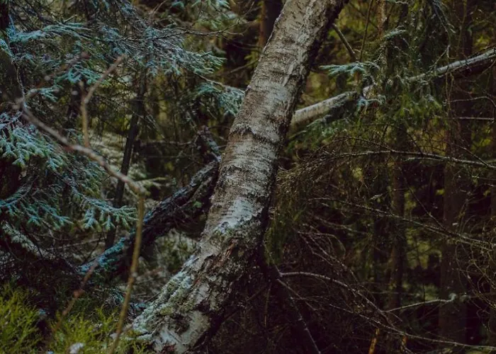 Wataha Pod Basztami - Wadera - Caloroczne *