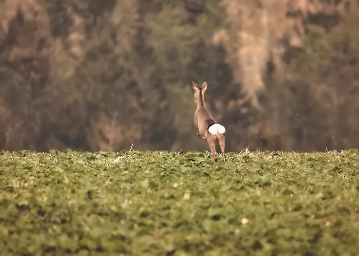 Wataha Pod Basztami - Wadera - Caloroczne Radkow